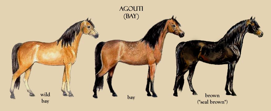 Chestnut Horse Color Chart