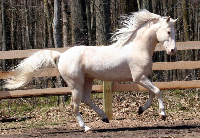 perlino horse color
