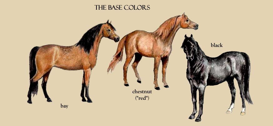 Chestnut Horse Color Chart