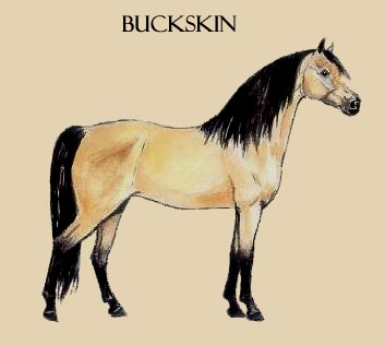 Buckskin