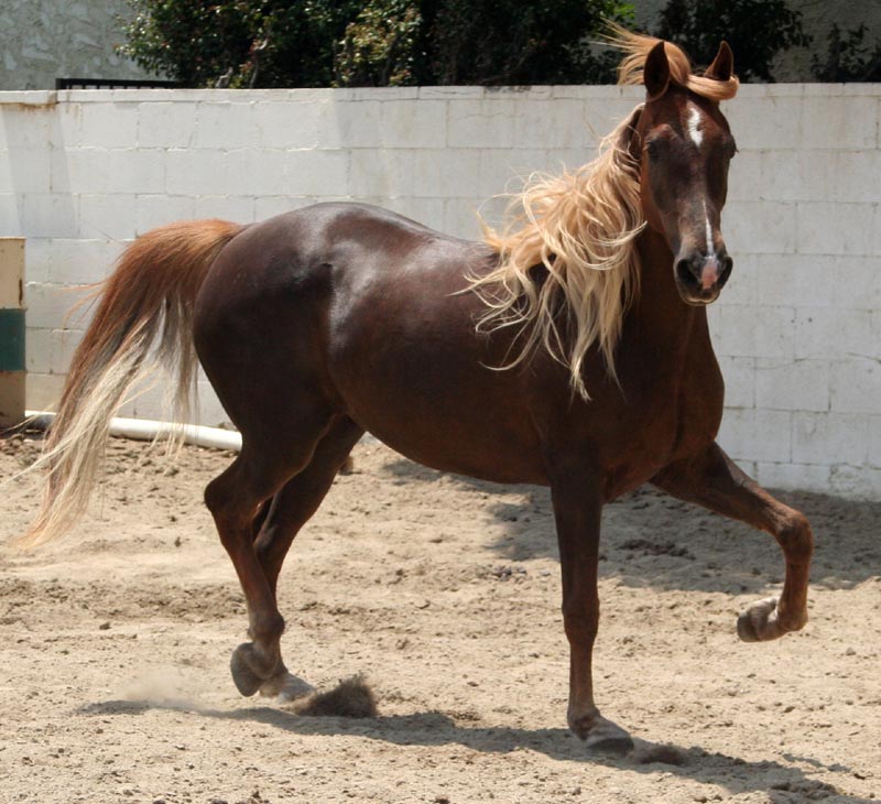 flaxen chestnut pony