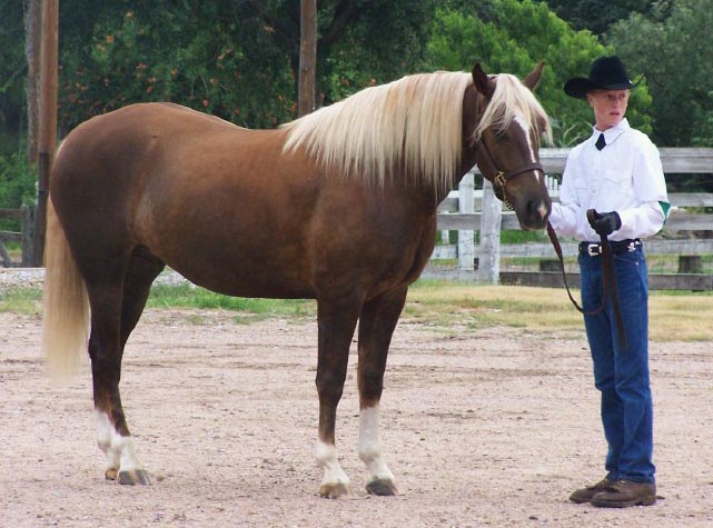 flaxen chestnut pony