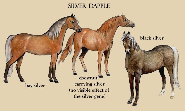 rocky mountain horse silver dapple