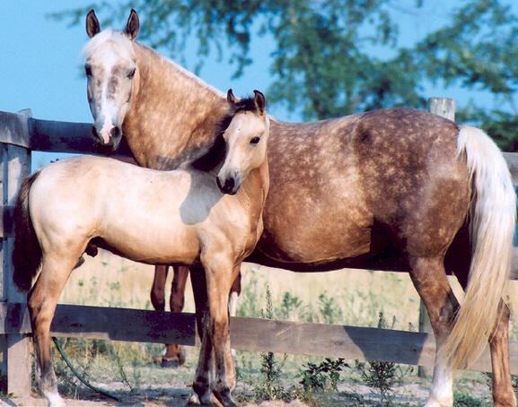 Buckskin Morgans